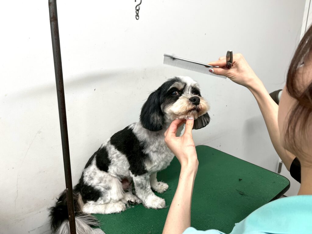 リク君ヘアカット♪